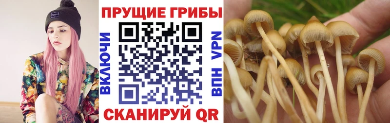 Купить закладки  Кузнецк  Галлюциногенные грибы мицелий 
